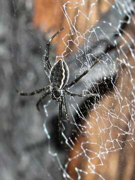 Image of Argiope