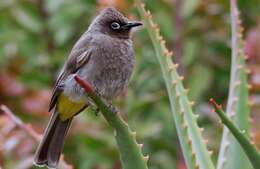 Image of Cape Bulbul