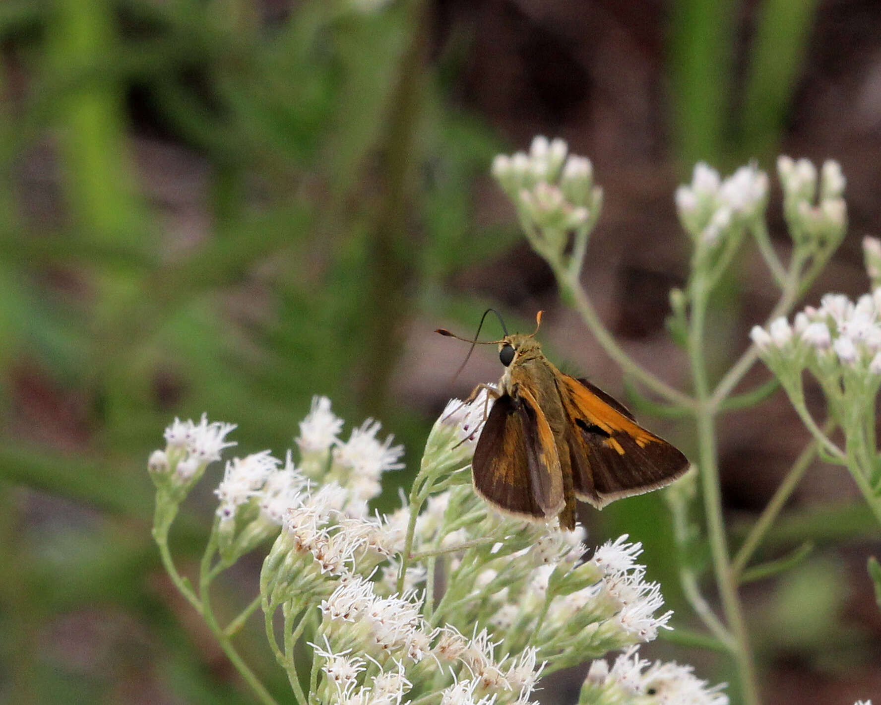 Image of Tawny-edged Skipper