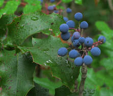 Image of Berberis aquifolium