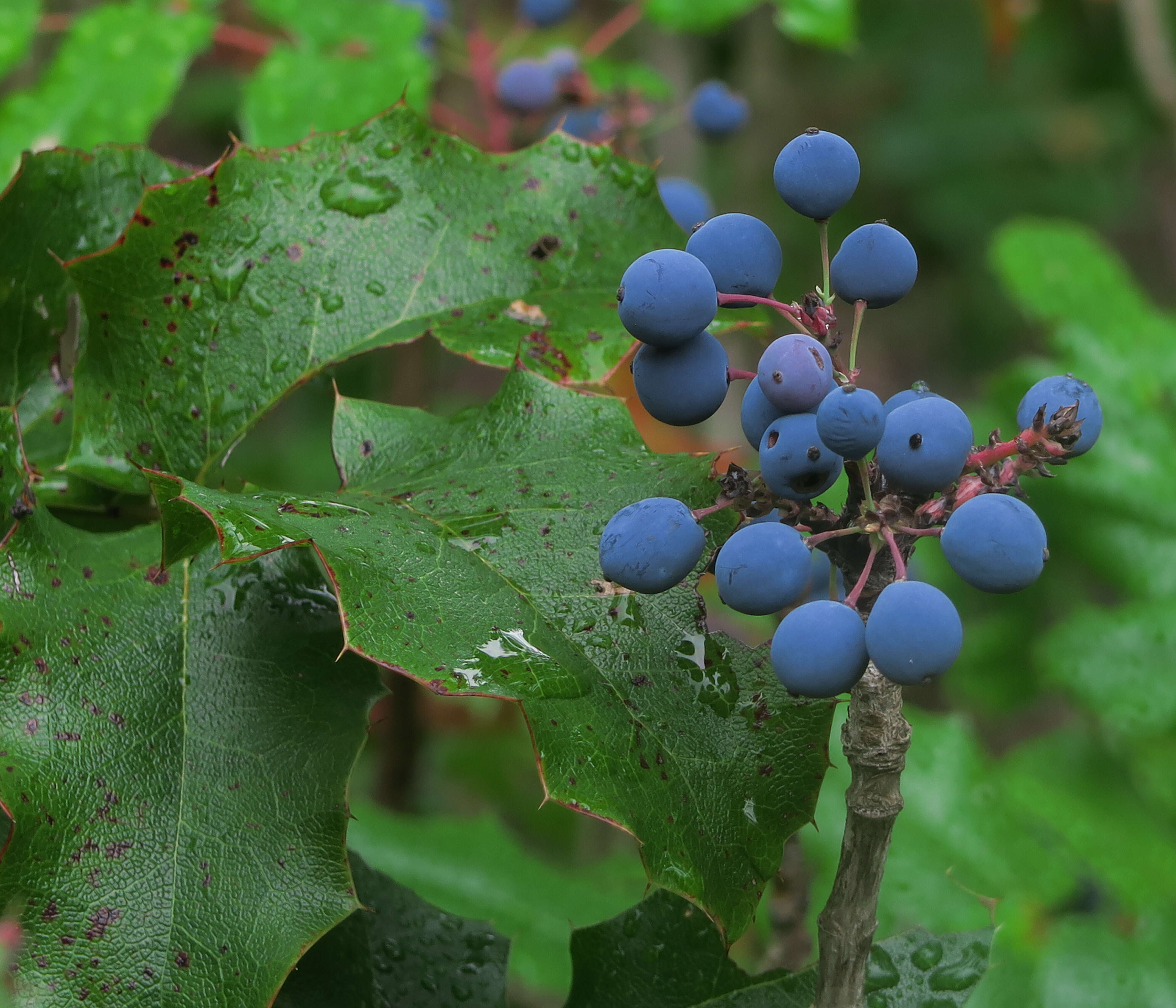 Image of Berberis aquifolium