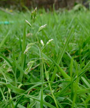 Image of Smooth Meadow-grass