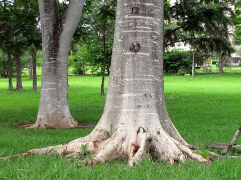 Imagem de Parkia multijuga Benth.