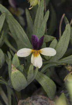 Image of Oregon violet