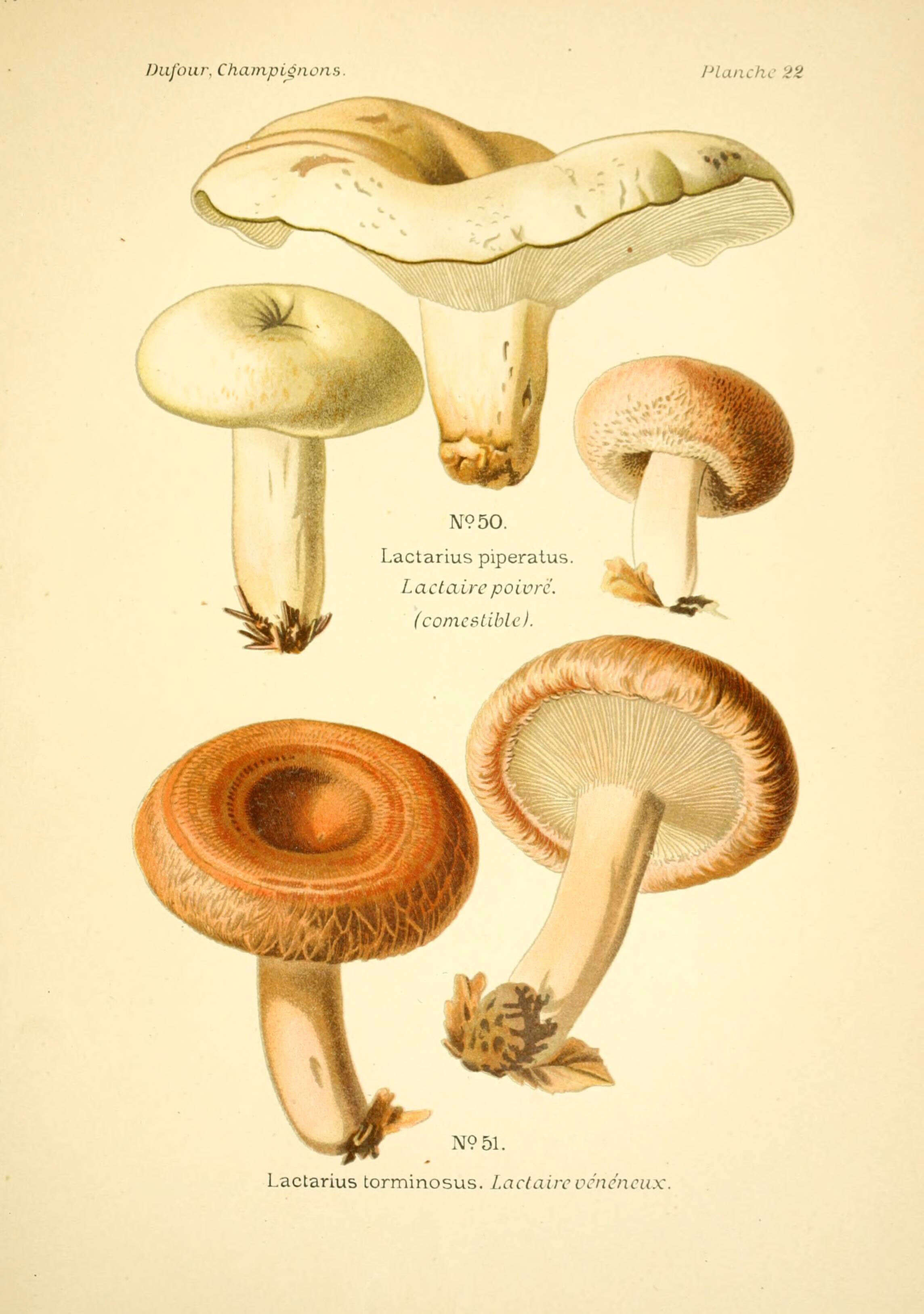 Image of Milk Cap Mushrooms