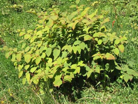 Image of Japanese Knotweed