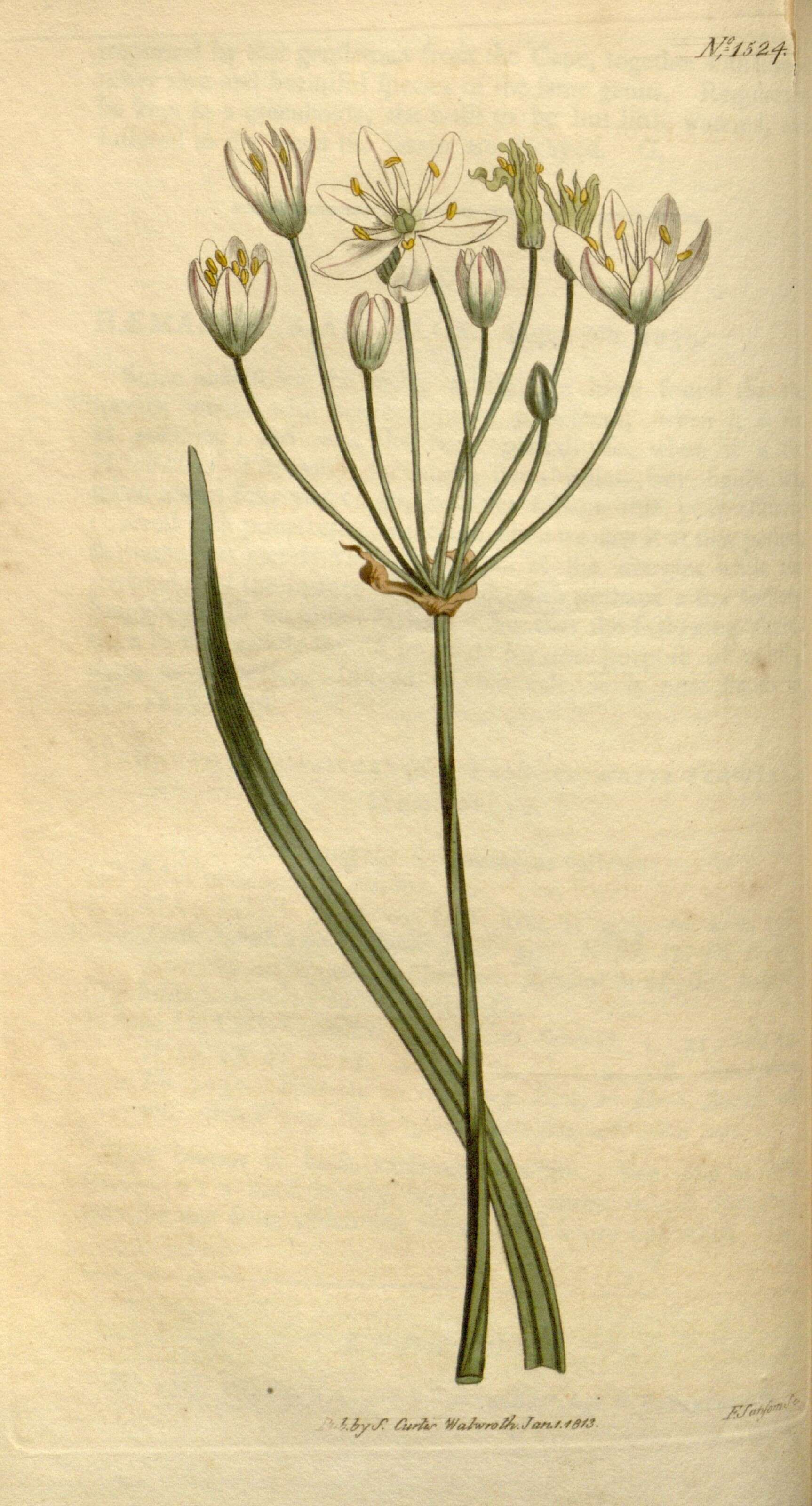 Image of false garlic