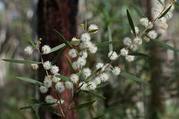 Image of Acacia baeuerlenii Maiden & R. T. Baker