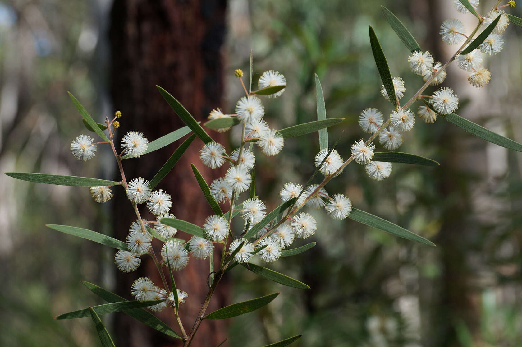 Image of Acacia baeuerlenii Maiden & R. T. Baker