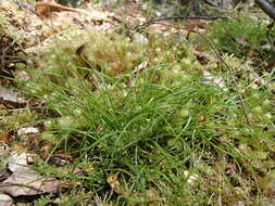 Image of Carex austrotenella K. L. Wilson