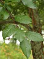 Prunus umbellata Ell. resmi