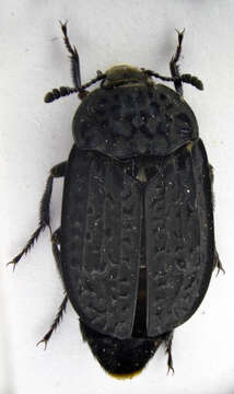 Image of Thanatophilus rugosus (Linnaeus 1758)