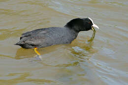 Image of Fulica Linnaeus 1758