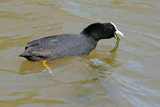 Image of Common Coot