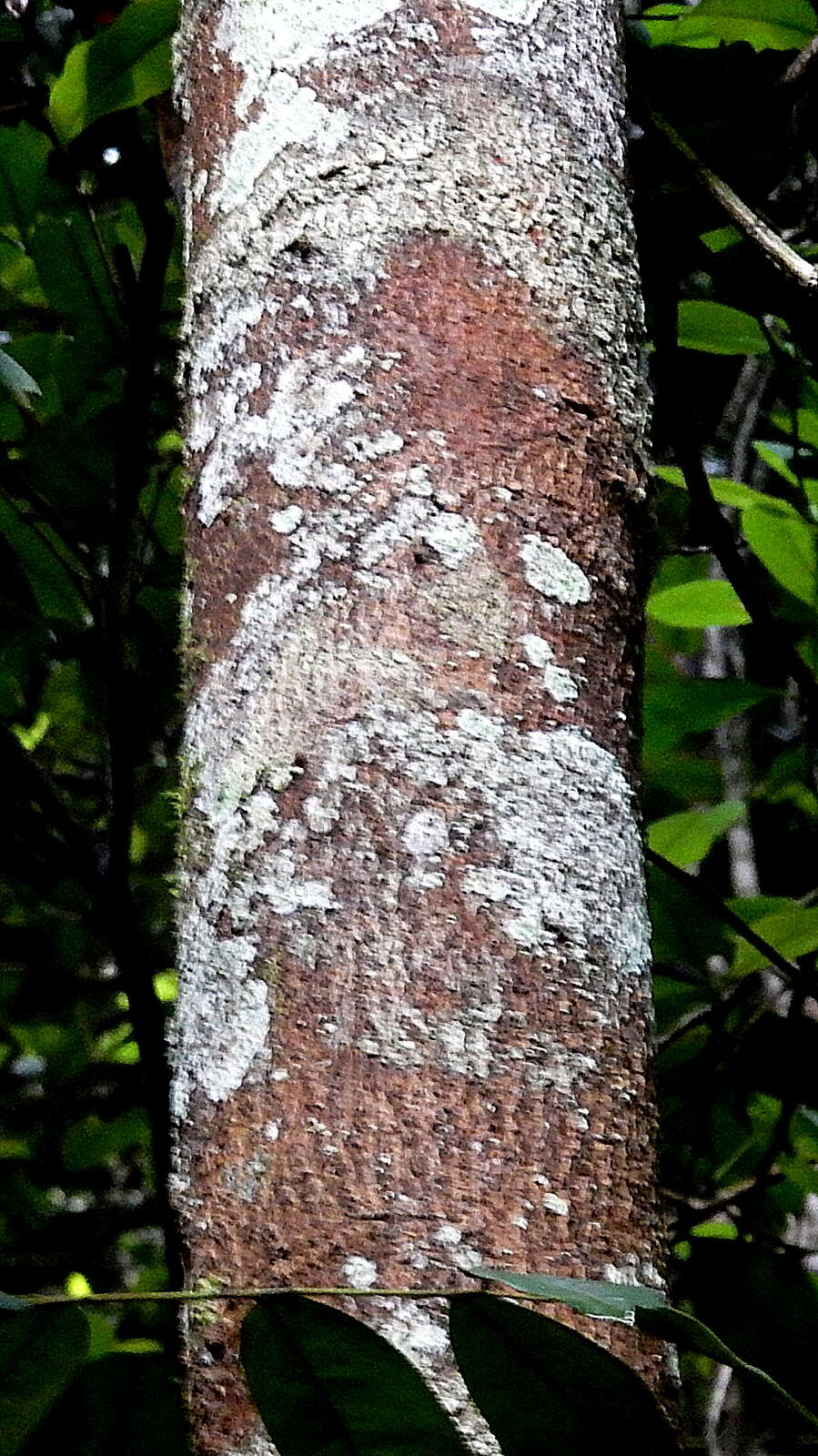 Sivun Garcinia macrophylla Mart. kuva