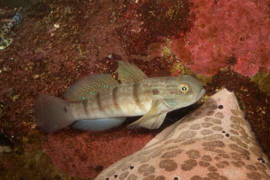 Image of Butterfly goby