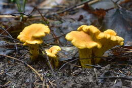 Image de Cantharellus