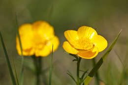 Image de Ranunculus pollinensis (N. Terracc.) Chiov.