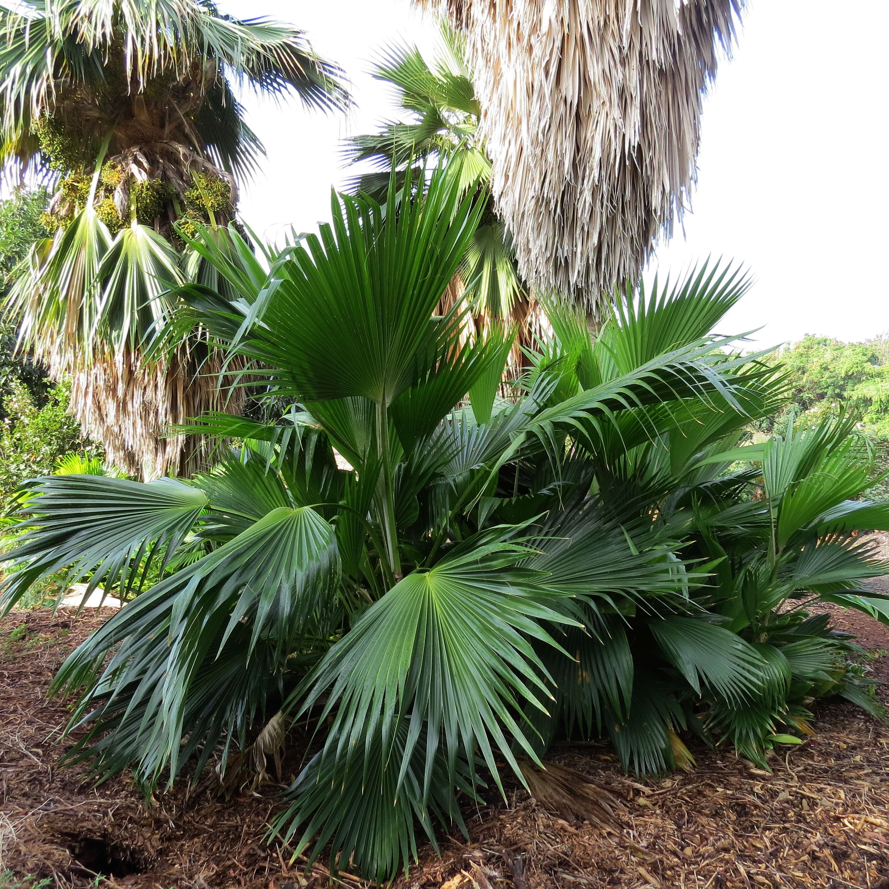 Pritchardia hillebrandii Becc.的圖片