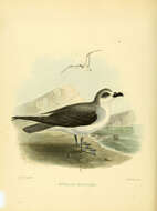 Image of De Filippi's Petrel