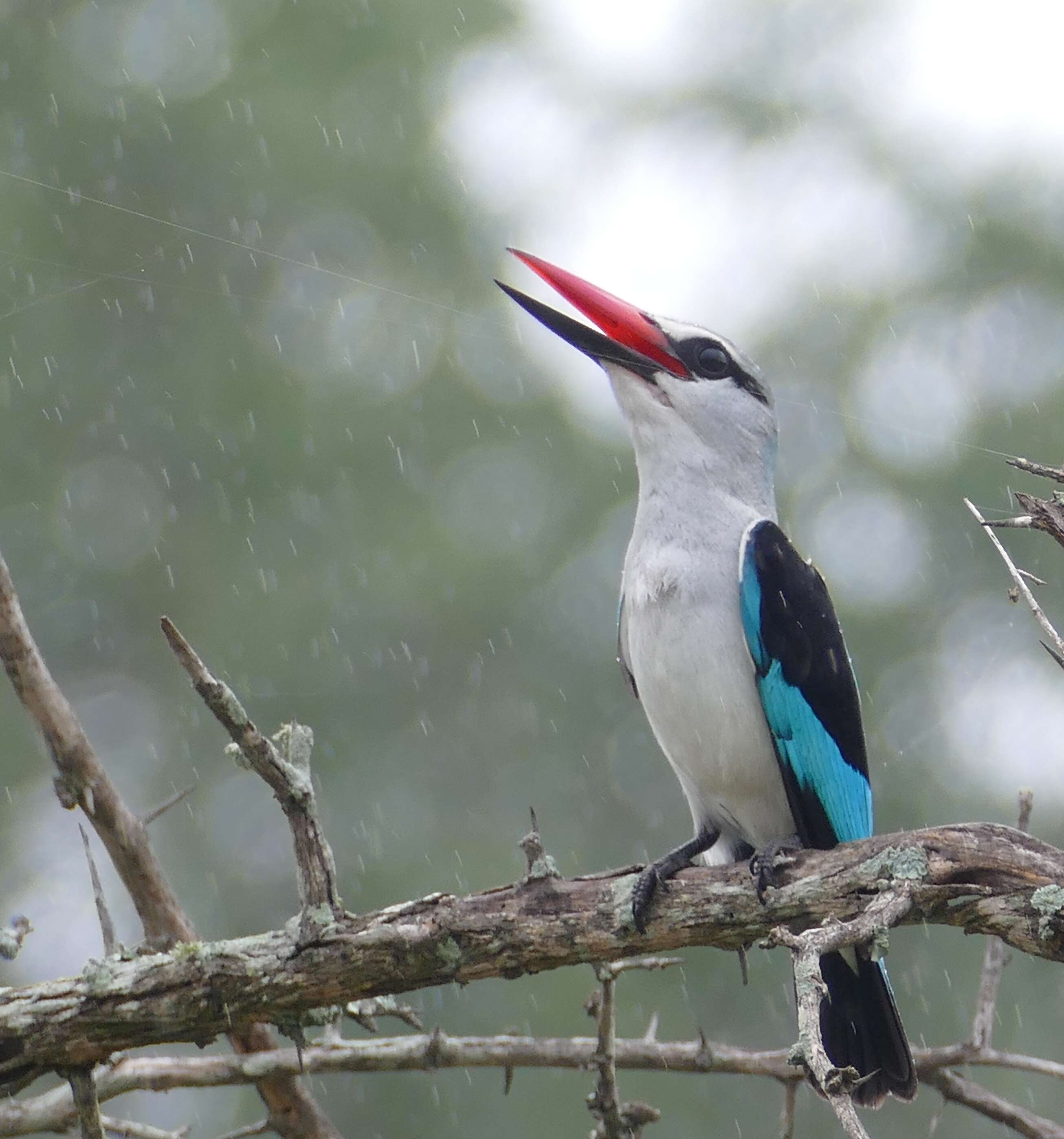 Sivun Halcyon senegalensis cyanoleuca (Vieillot 1818) kuva