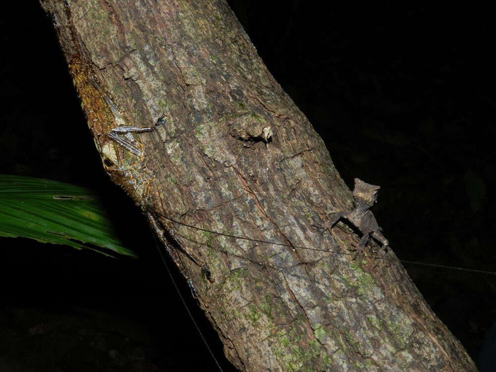 Image of helmet lizards