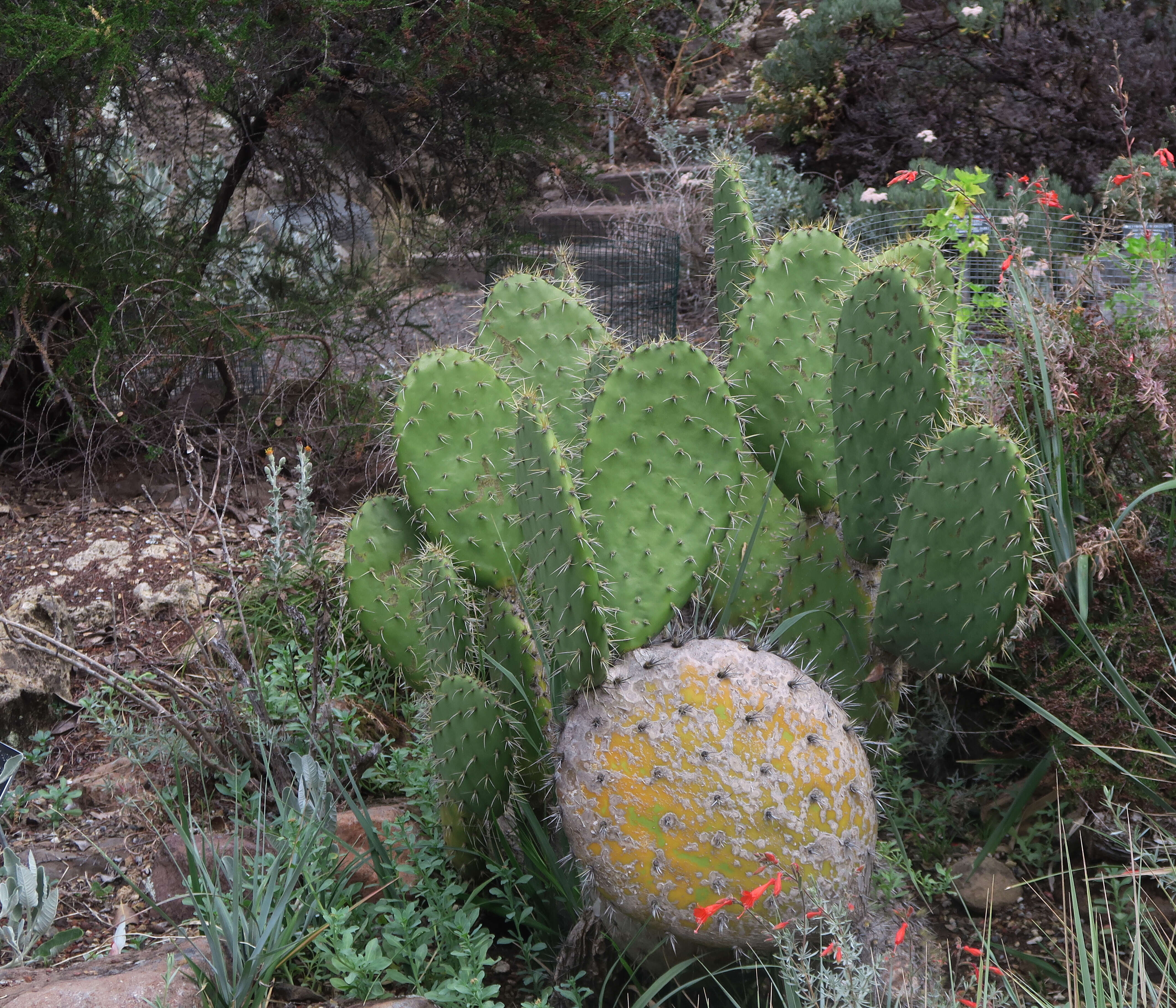 Image of Chaparral Prickly-pear