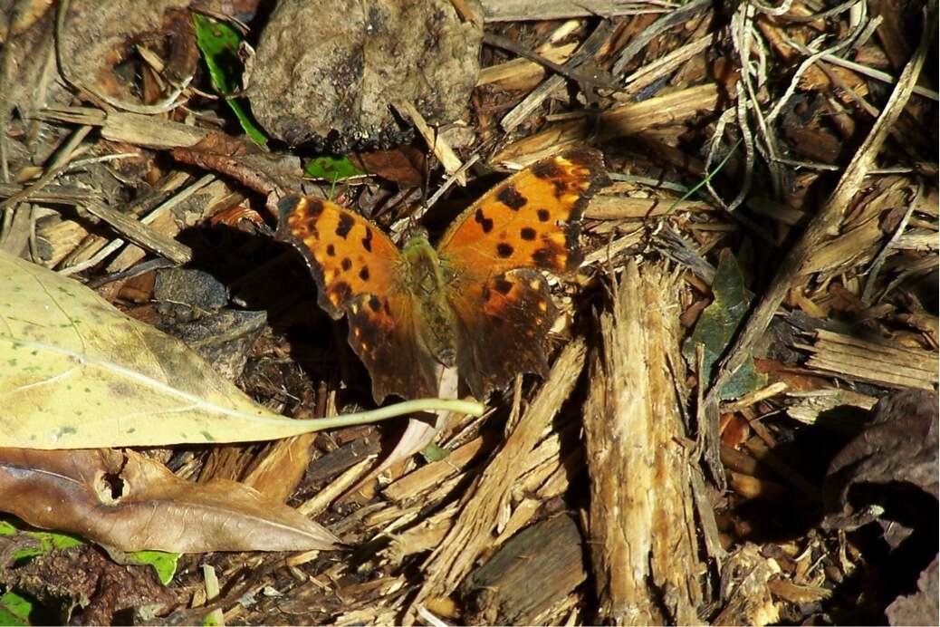 Sivun Polygonia comma Harris 1852 kuva