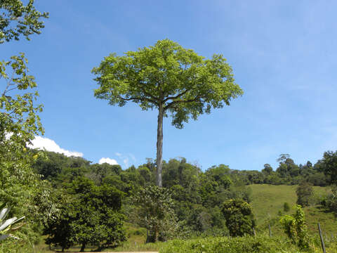 Image of kapoktree