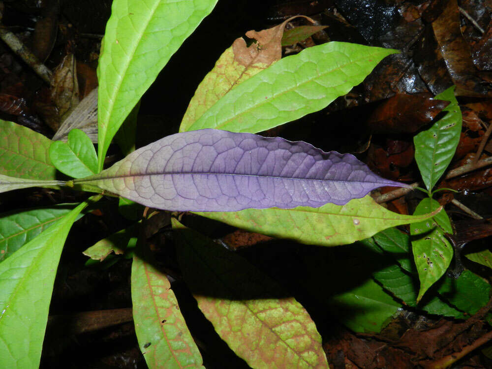 Image of Vochysia allenii Standl. & L. O. Williams