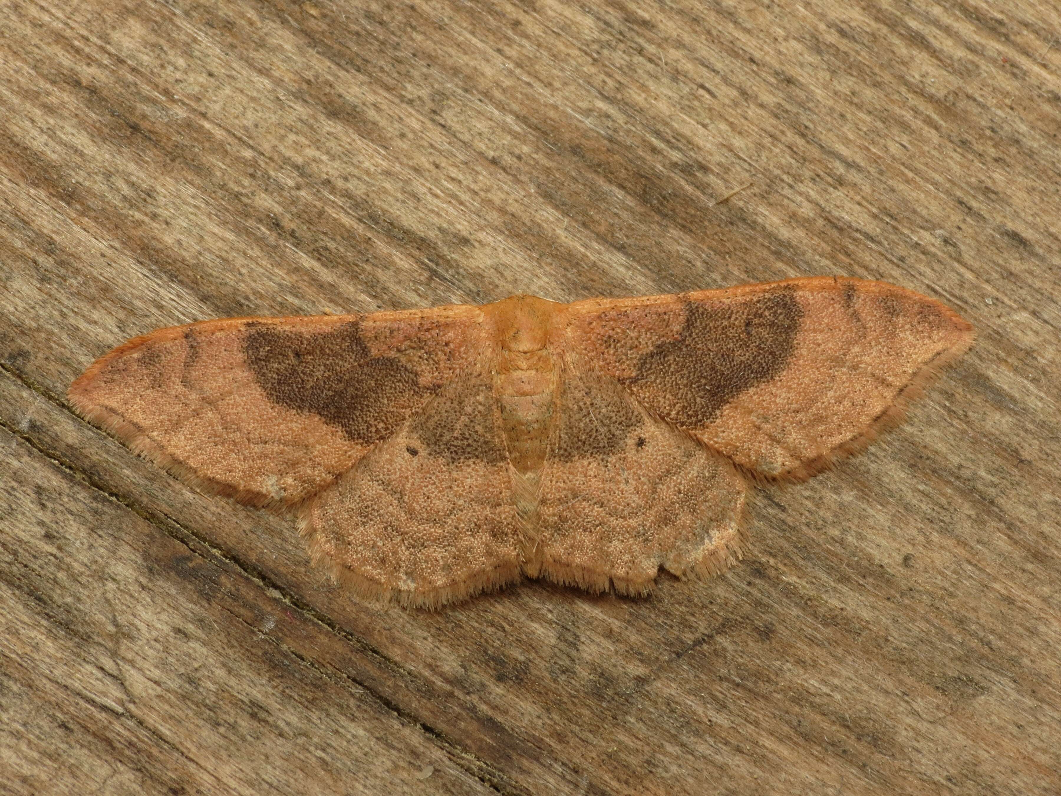 Image of Idaea degeneraria Hübner 1798