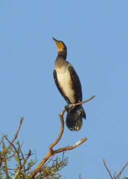 Image of Black Shag