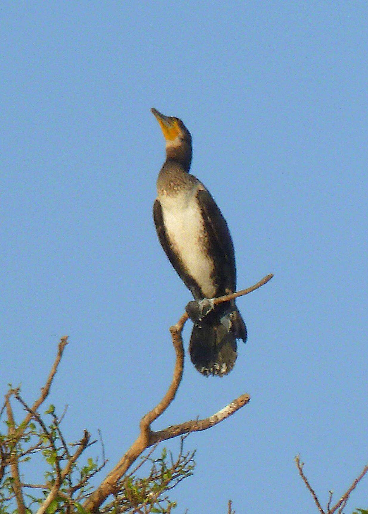 Image of Phalacrocorax Brisson 1760