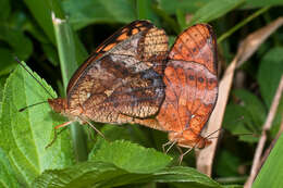 Image of Mexican Fritillary