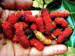 Image of mulberry