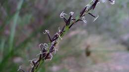 Image of bog-rush