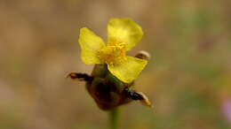 Image of yellow-eyed-grass family