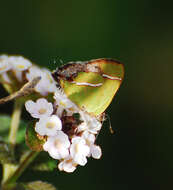 Слика од Chlorostrymon simaethis (Drury 1773)