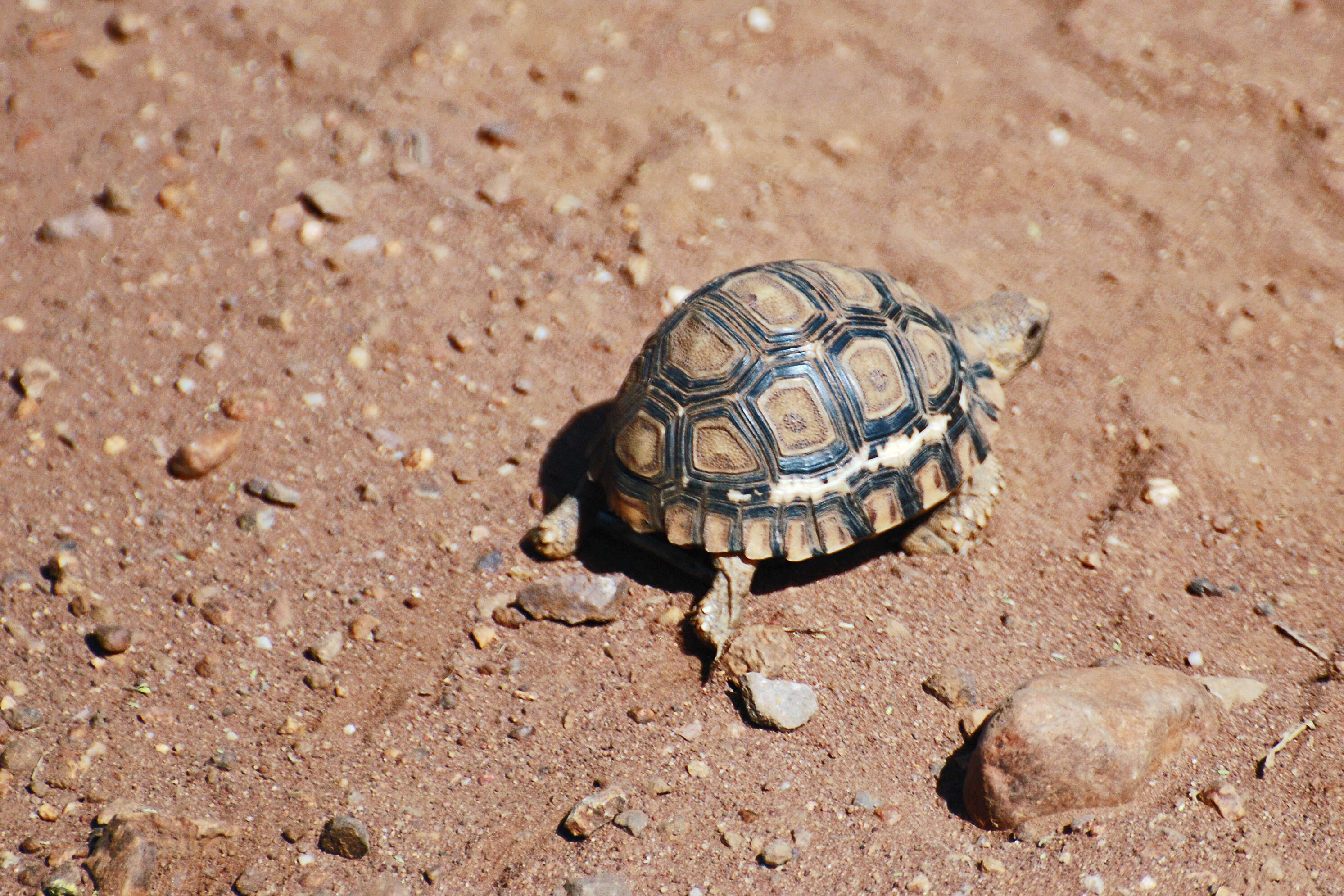 Image of Stigmochelys