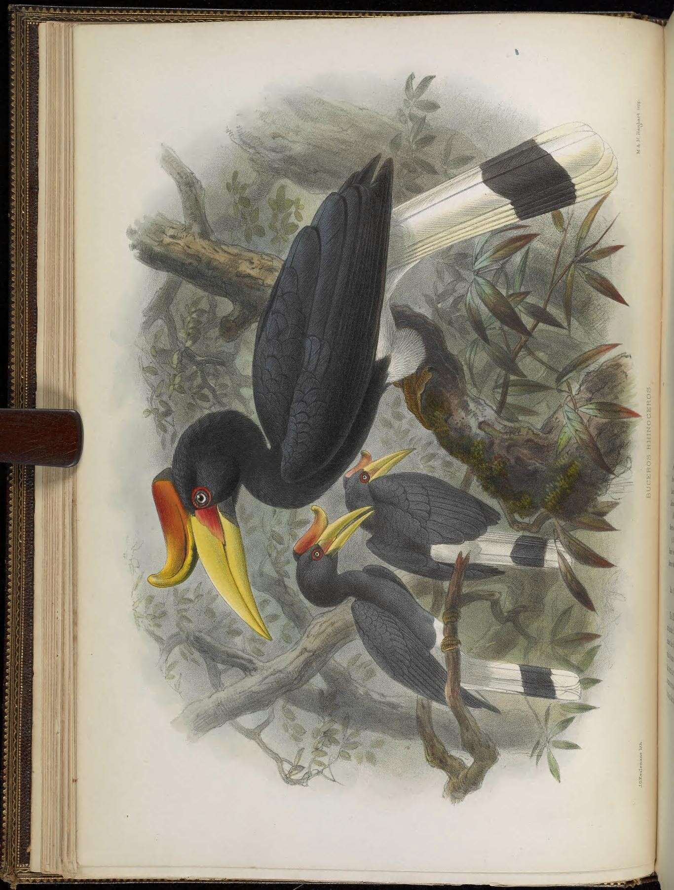 Image of Helmeted hornbill