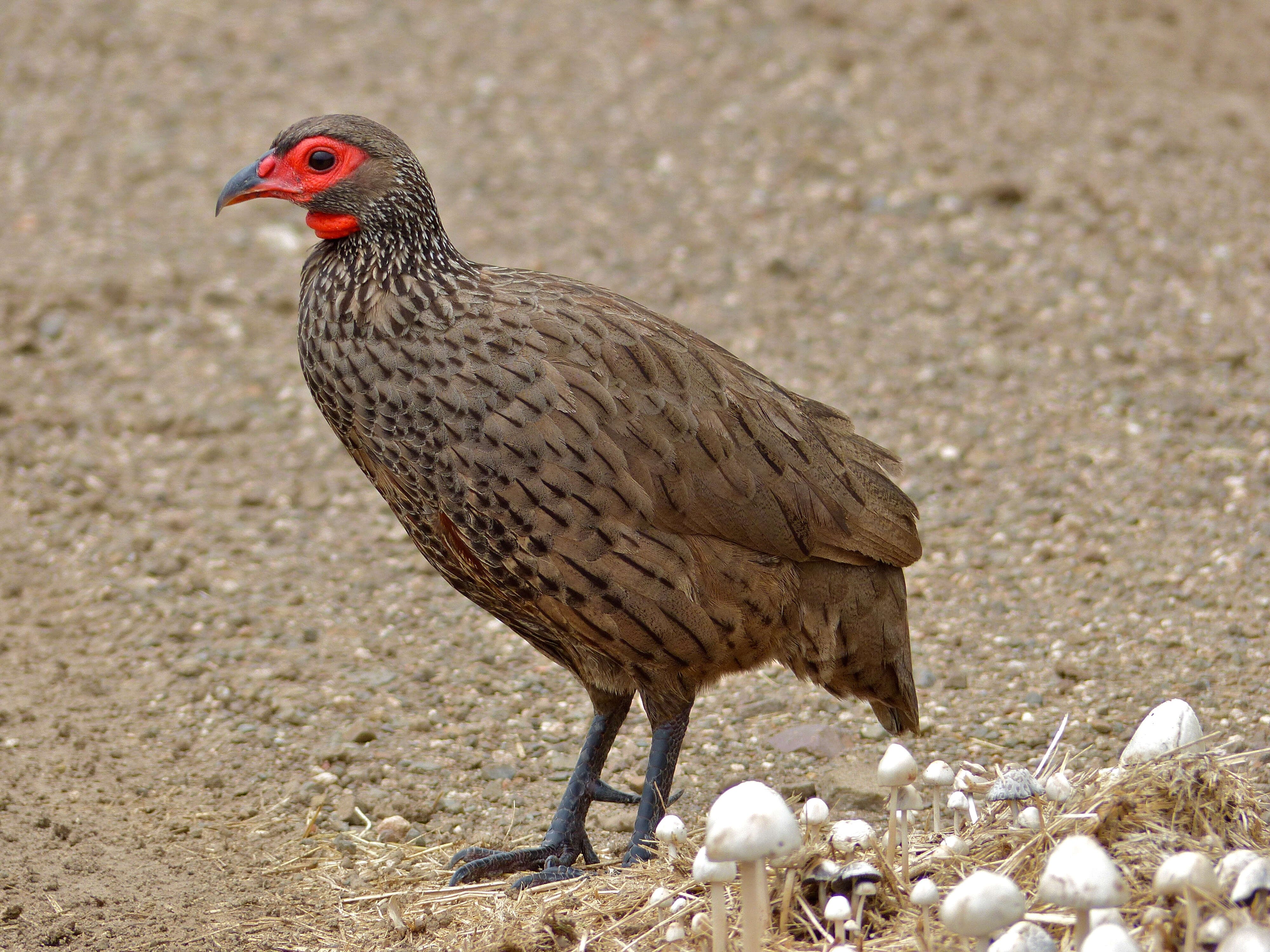 Image of Swainson's Spurfowl