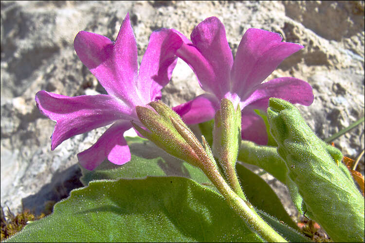 Image of Primula kitaibeliana Schott