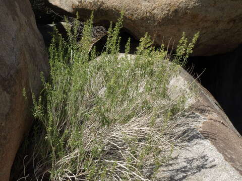 Image of longleaf brickellbush