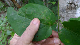 Image de Stigmaphyllon blanchetii C. Anderson