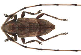 Image of Acanthocinus