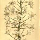 Image of Ornithogalum arabicum L.