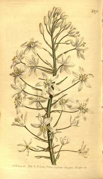 Image of Ornithogalum arabicum L.