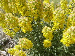 Image de Solidago