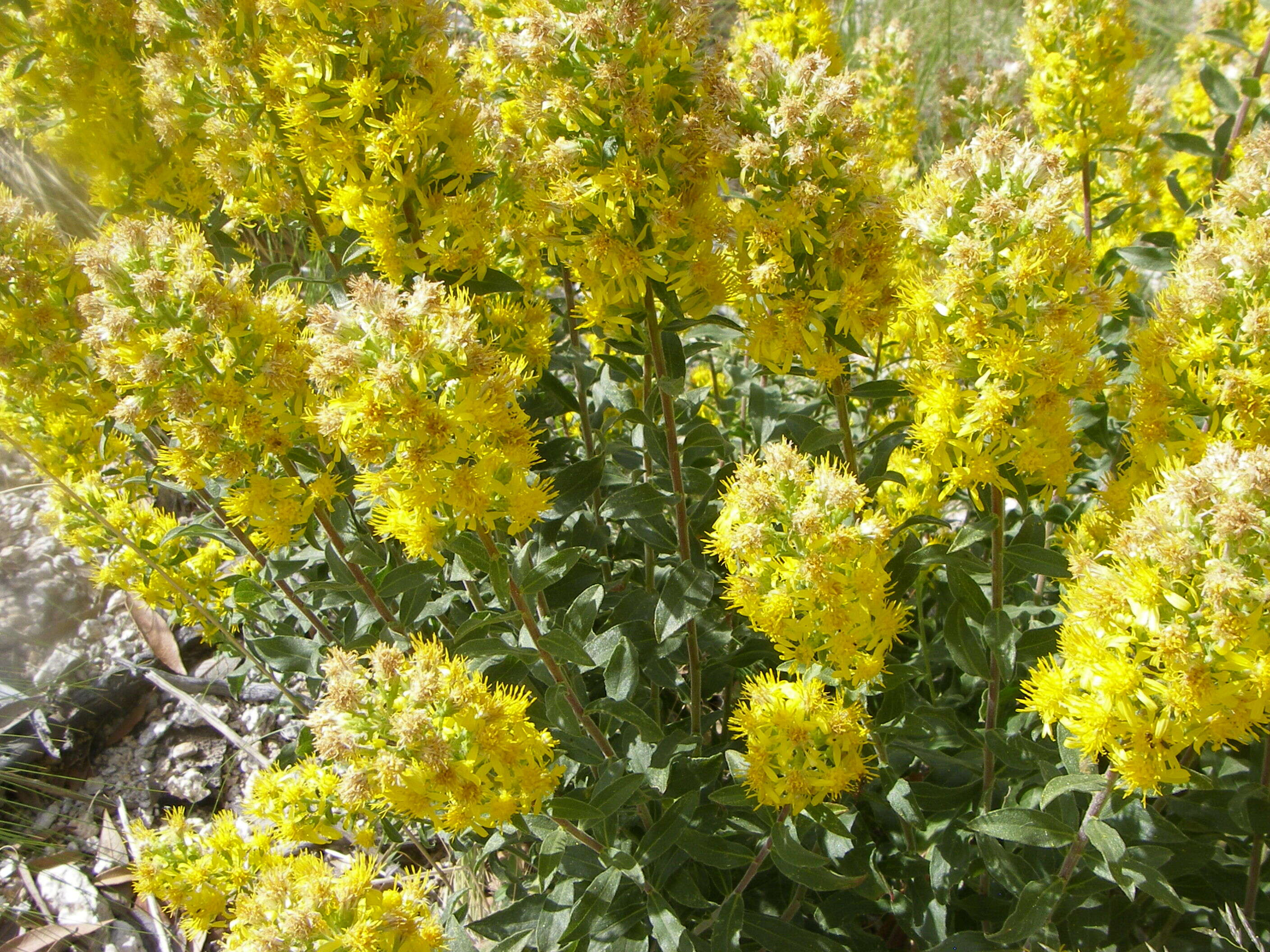 Image of Wright's goldenrod