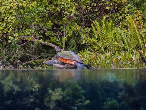 Image of Cooter Turtles